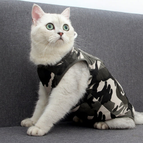 Cats Wearing Breathable And Breasted Clothes After Surgery